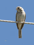 Vesper Sparrow